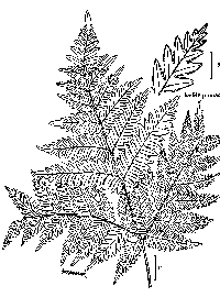 drawing of pteridium aquilinum plant parts